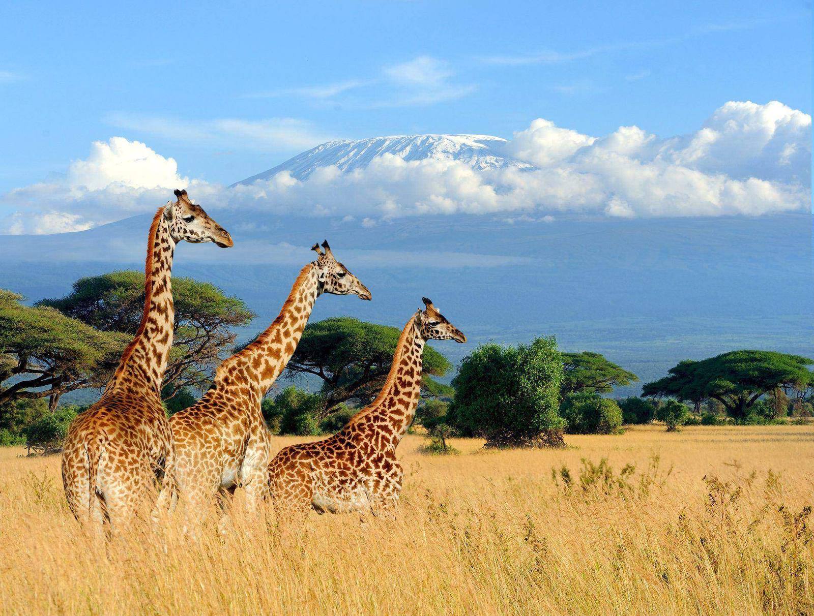 Amboseli – Giraffen vor dem schneebedeckten Kilimandscharo