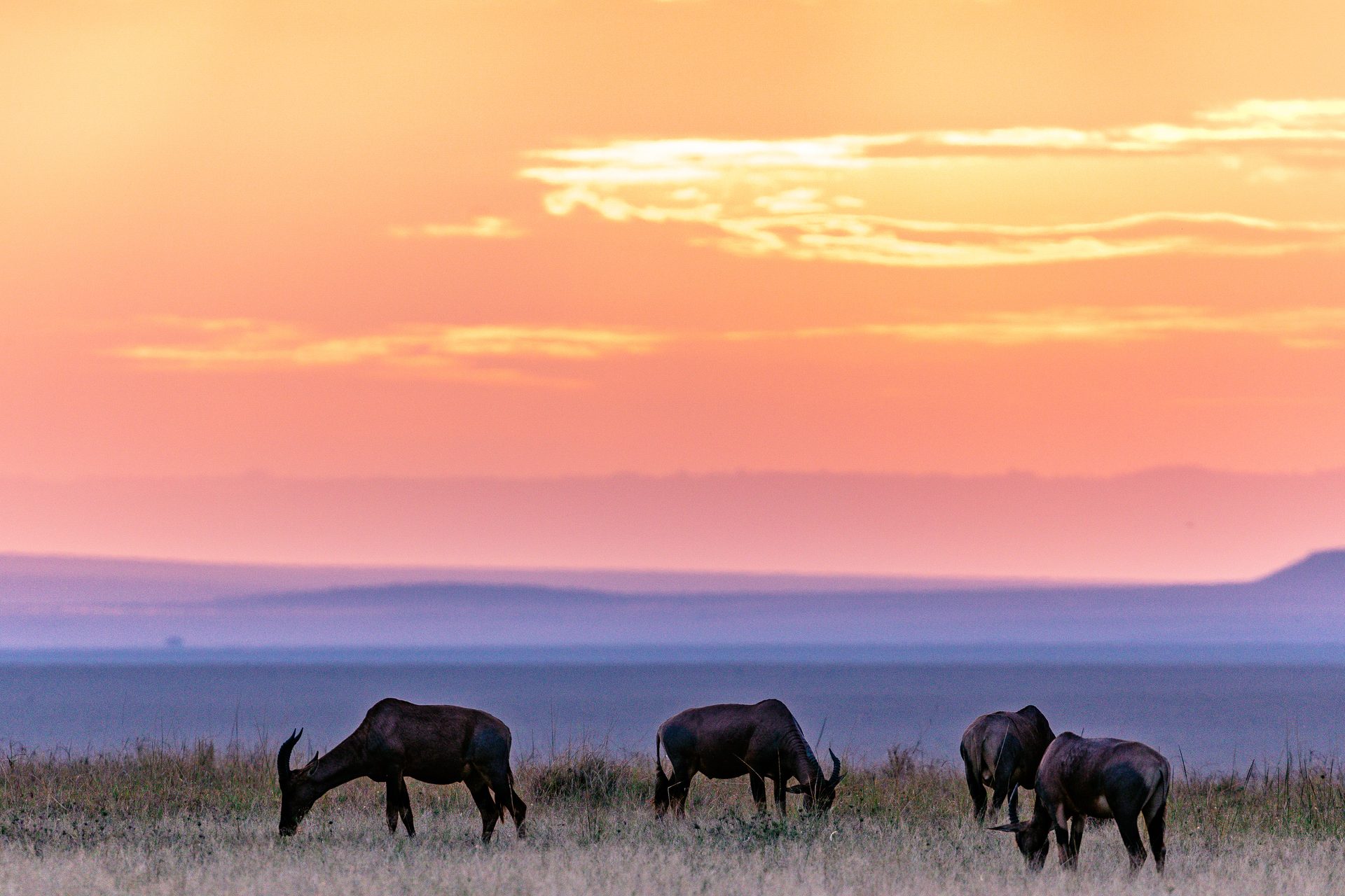 Kenia – Dramatischer Sonnenuntergang über der Masai Mara Savanne