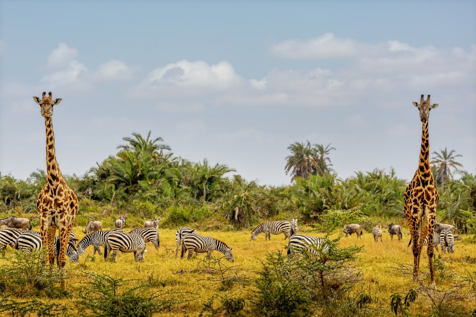 Kenia – Weitläufige Savanne und Wildnis im Tsavo Nationalpark