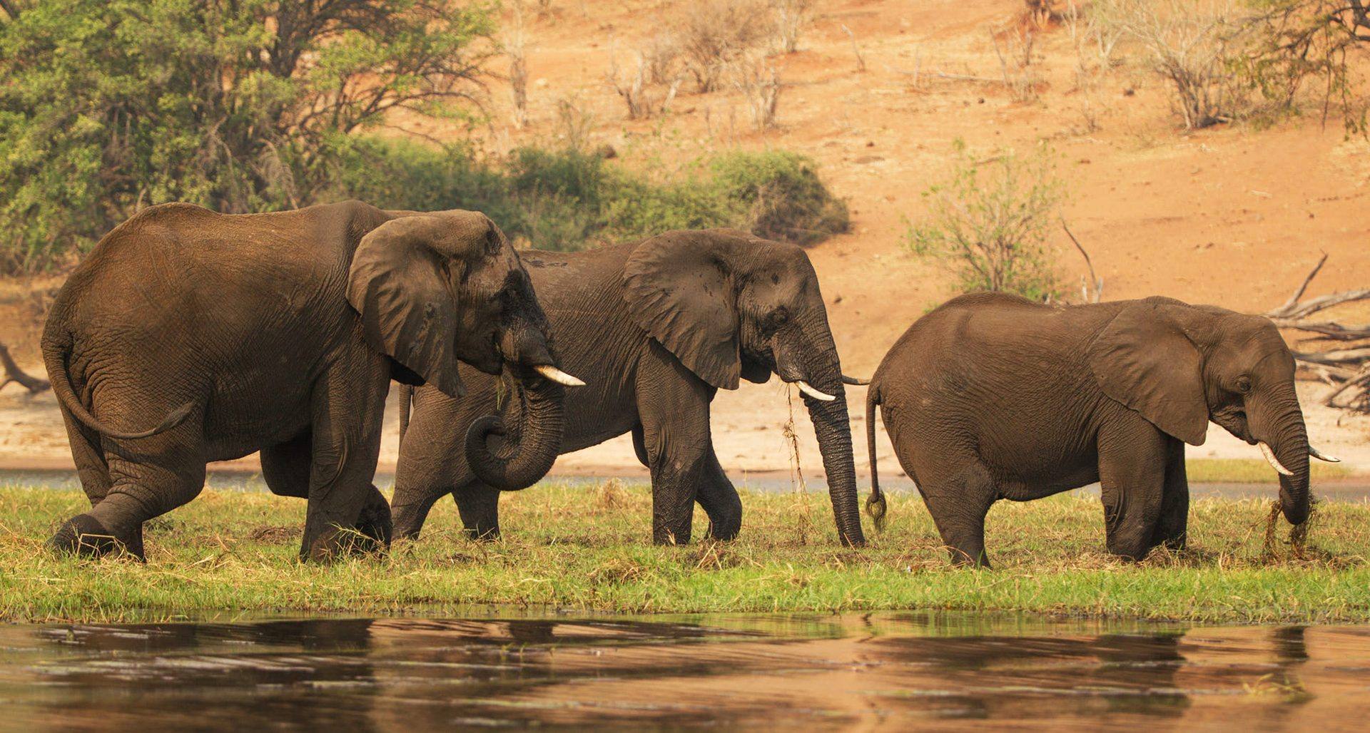 CHOBE NATIONALPARK