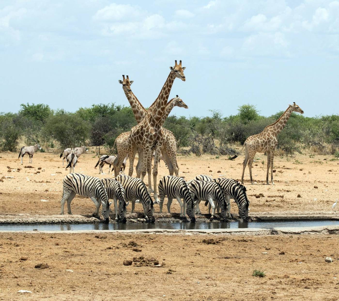 ETOSHA NATIONALPARK