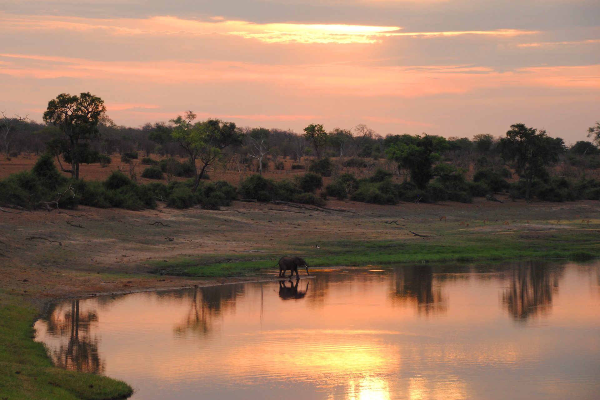 Elefant am Chobe-Fluss bei Sonnenuntergang mit Spiegelung – Botswana