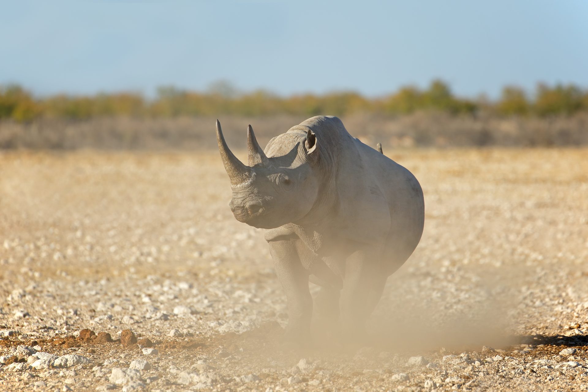 Spitzmaulnashorn im staubigen Etosha Nationalpark, Namibia