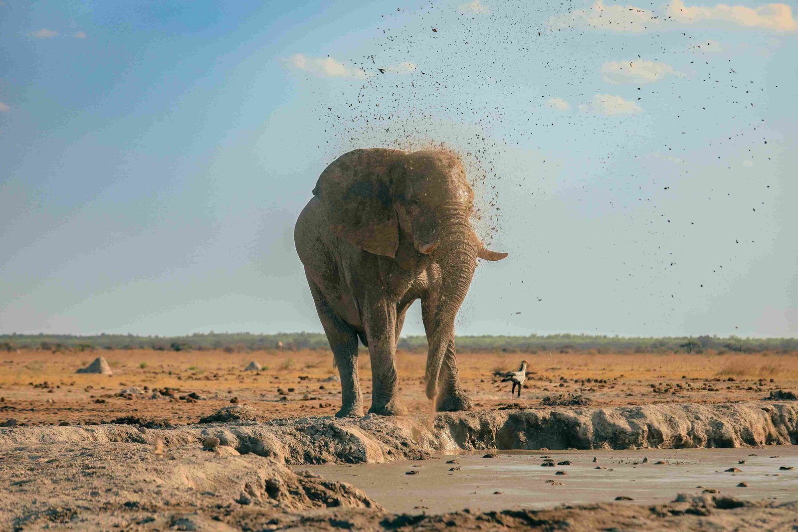 Elefant schleudert Schlamm an Etoshas Wasserloch – dramatische Wildnisszene, Namibia