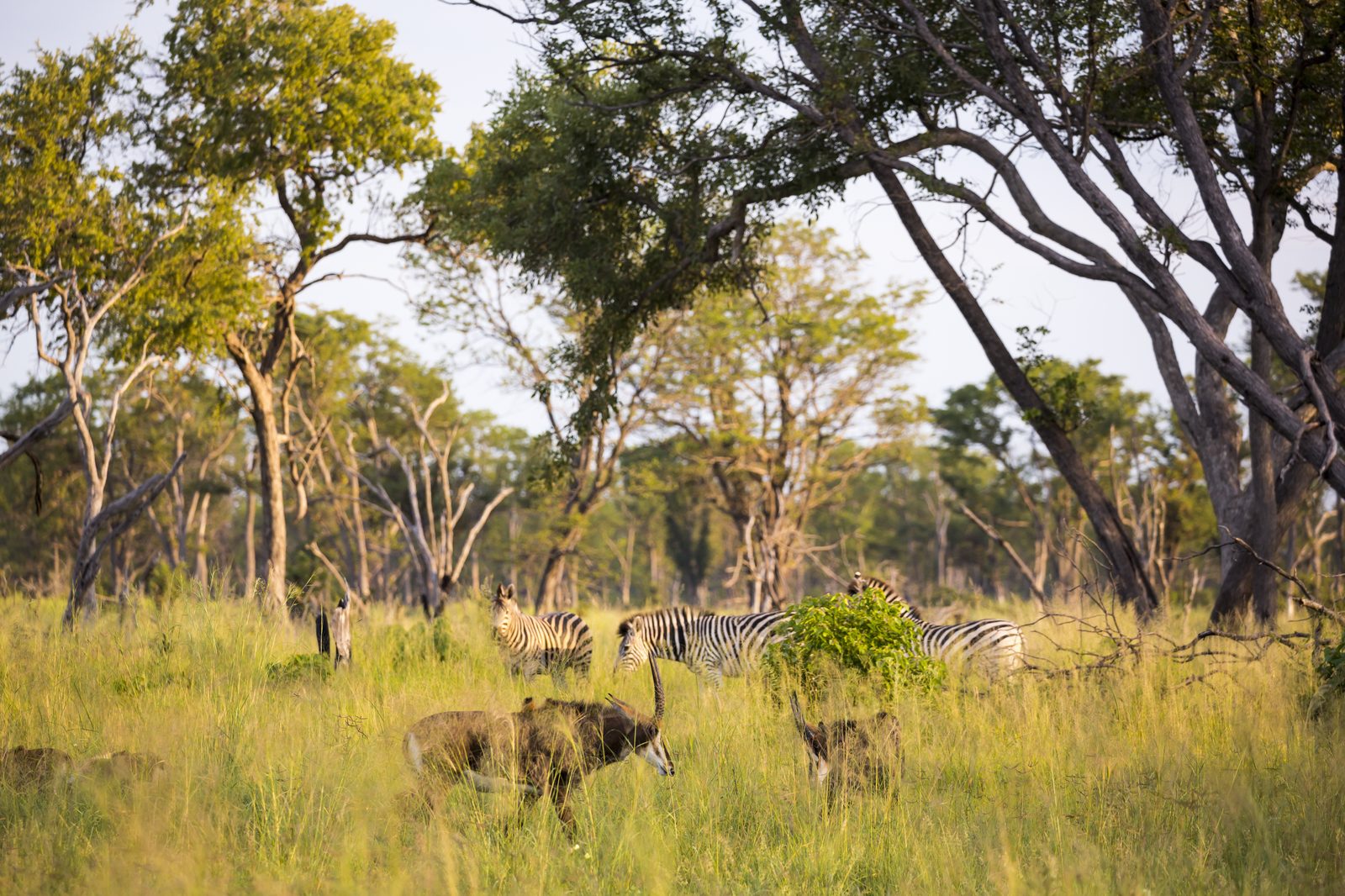 Pirsch nach den Big Five