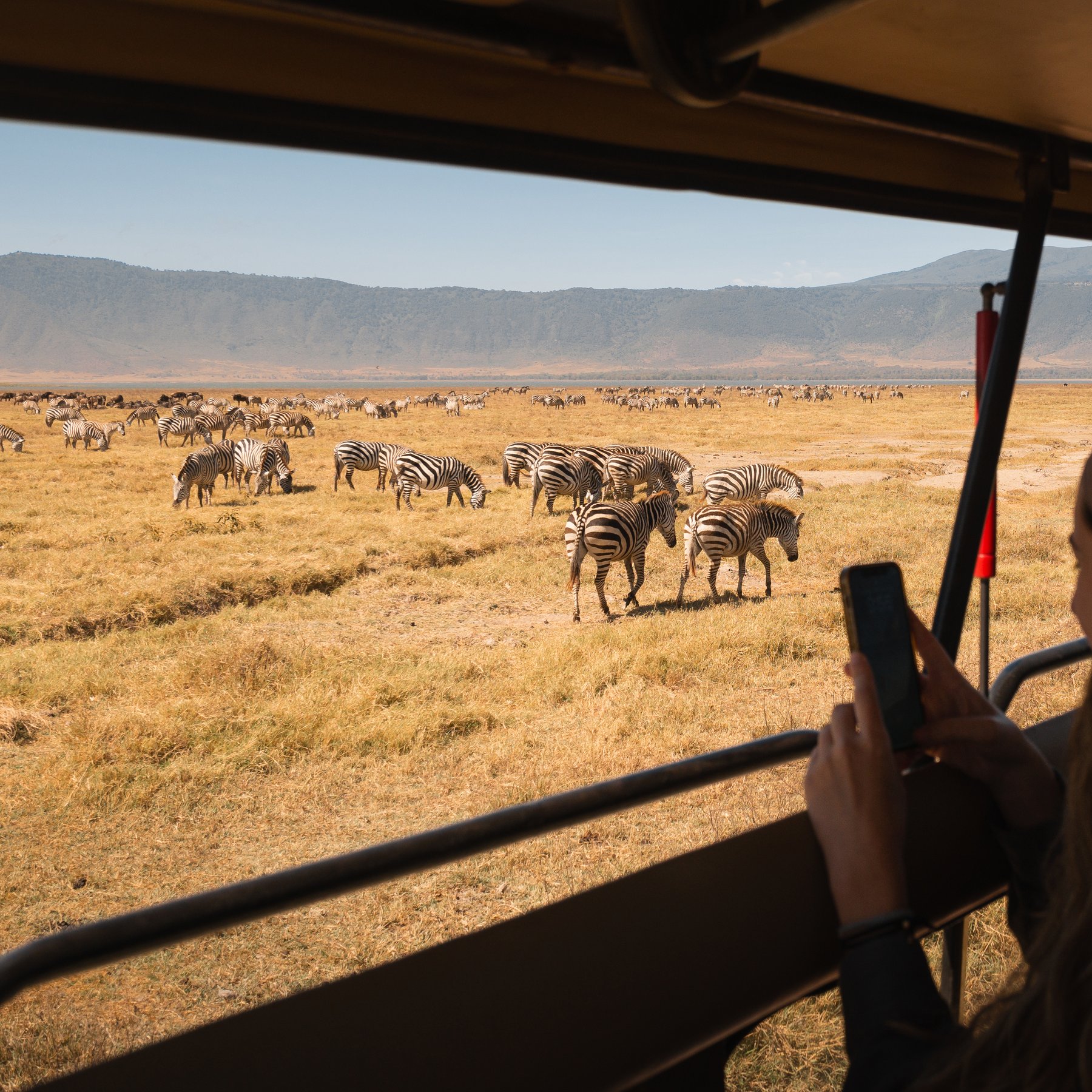 Zebras auf dem Kraterboden des Ngorongoro mit Safarifahrzeug und Kraterwand