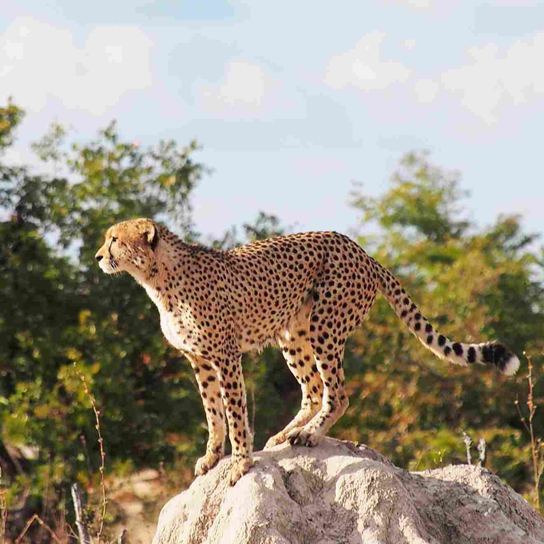 Gepard auf einem Termitenhügel als Aussichtspunkt in der Serengeti