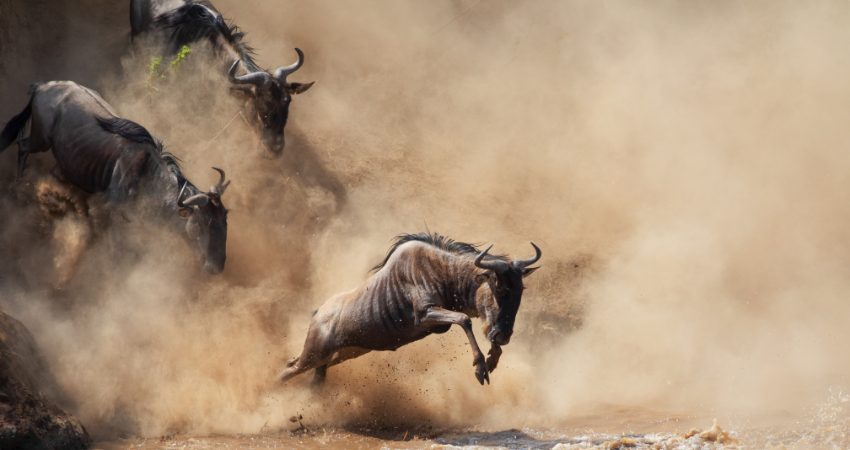 Dramatische Gnuwanderung – Gnus stürmen durch den Mara-Fluss in der Serengeti