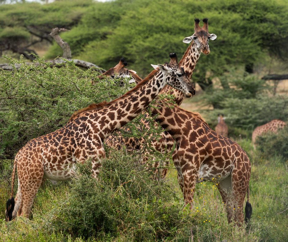 Arusha Nationalpark – erste Safari zu zweit