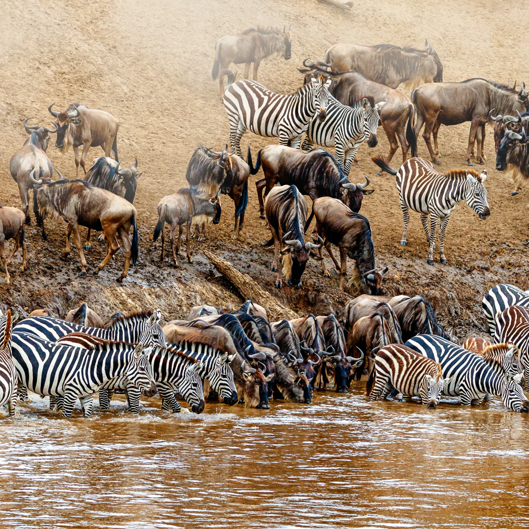 Ganztägige Serengeti-Safari