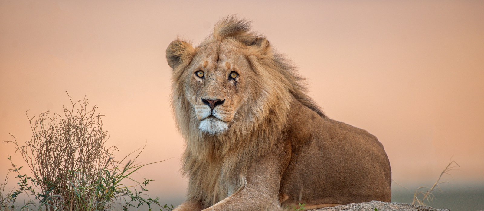 Serengeti – Morgenpirsch & Erholung