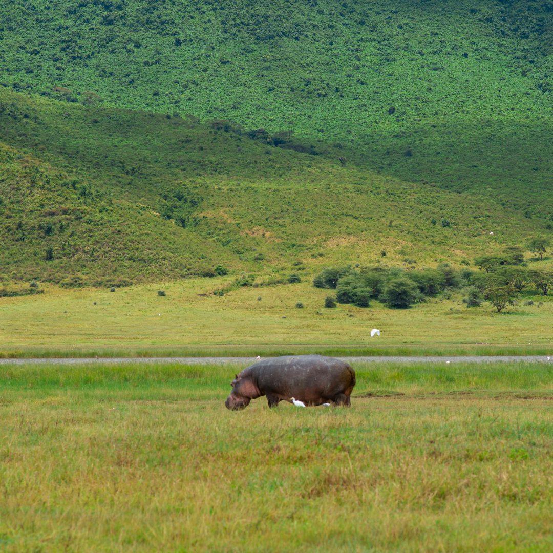 Ngorongoro-Krater