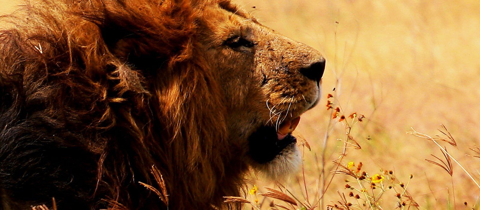SERENGETI & NGORONGORO