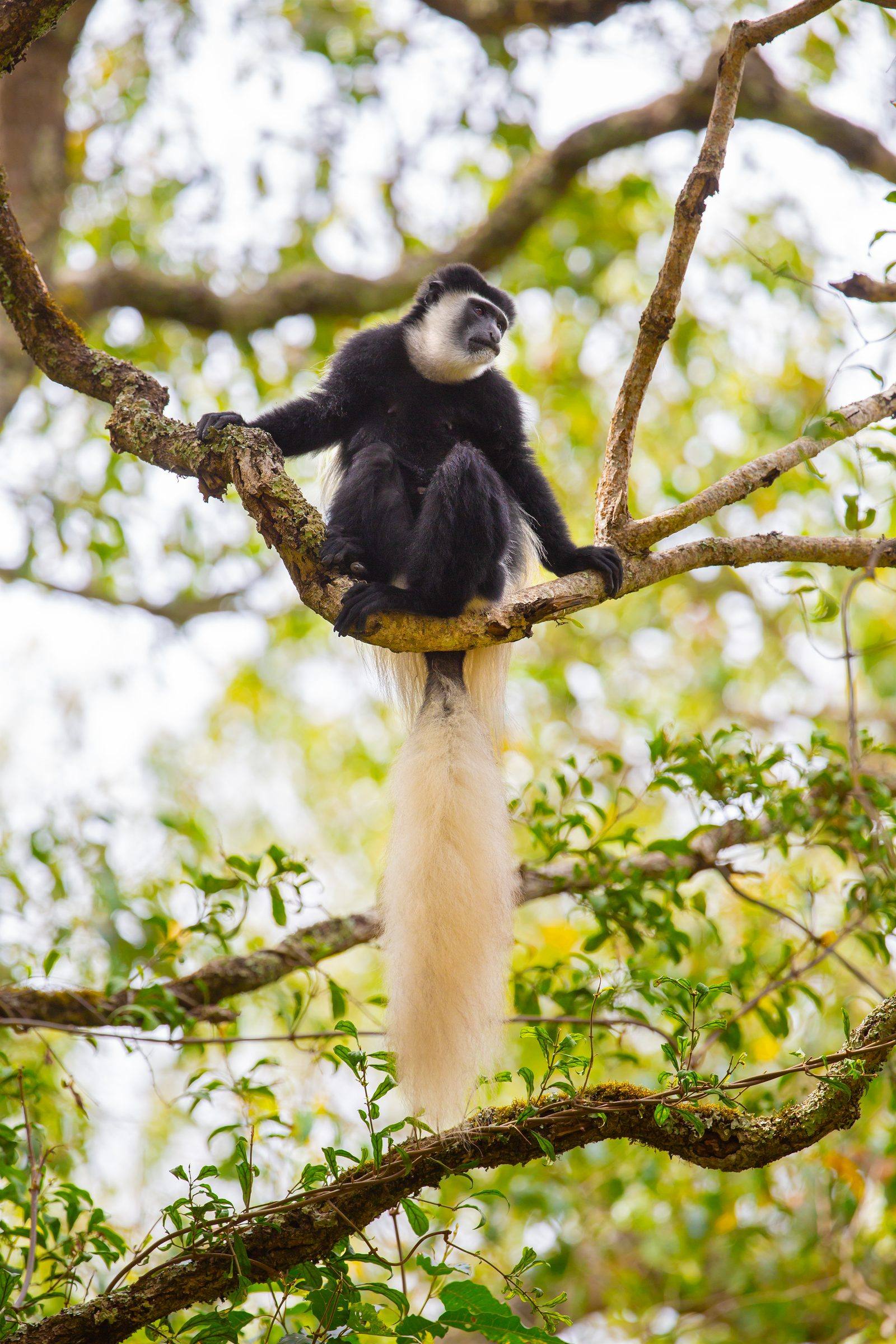 Arusha Nationalpark
