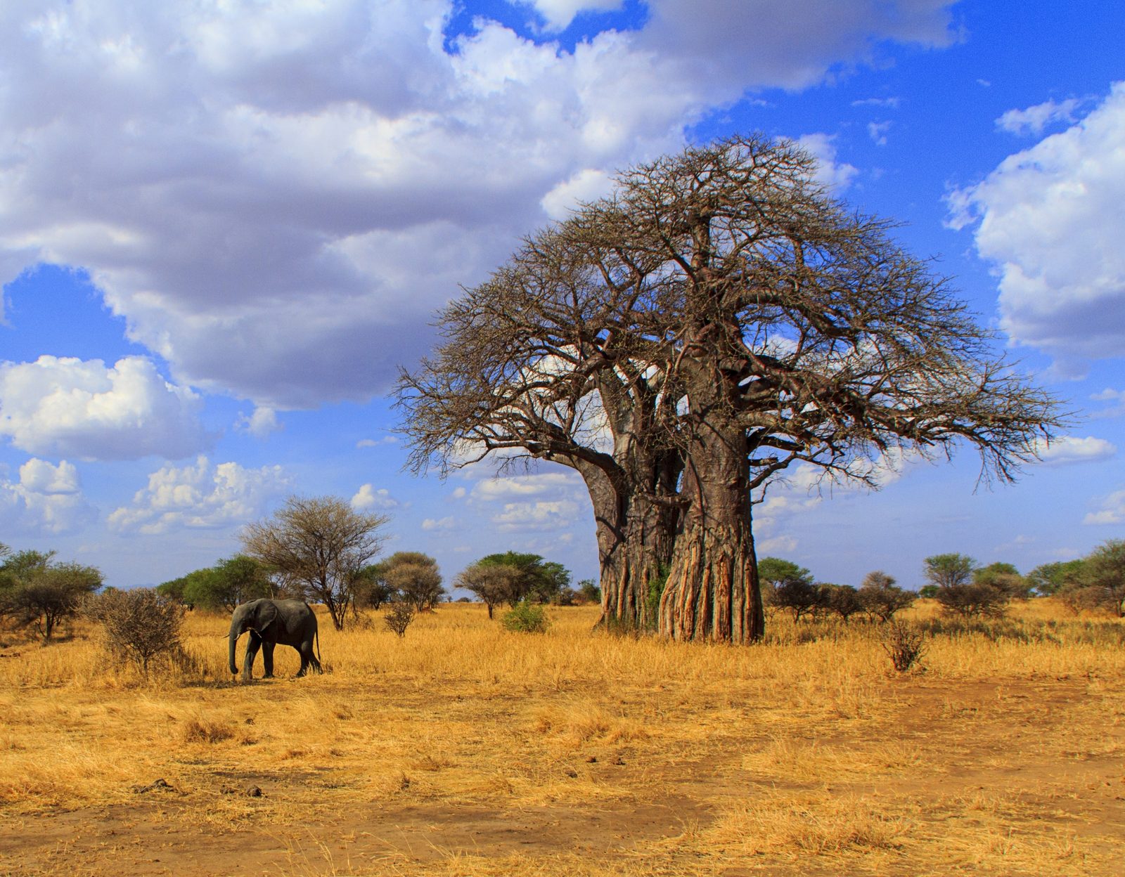 Tarangire Nationalpark