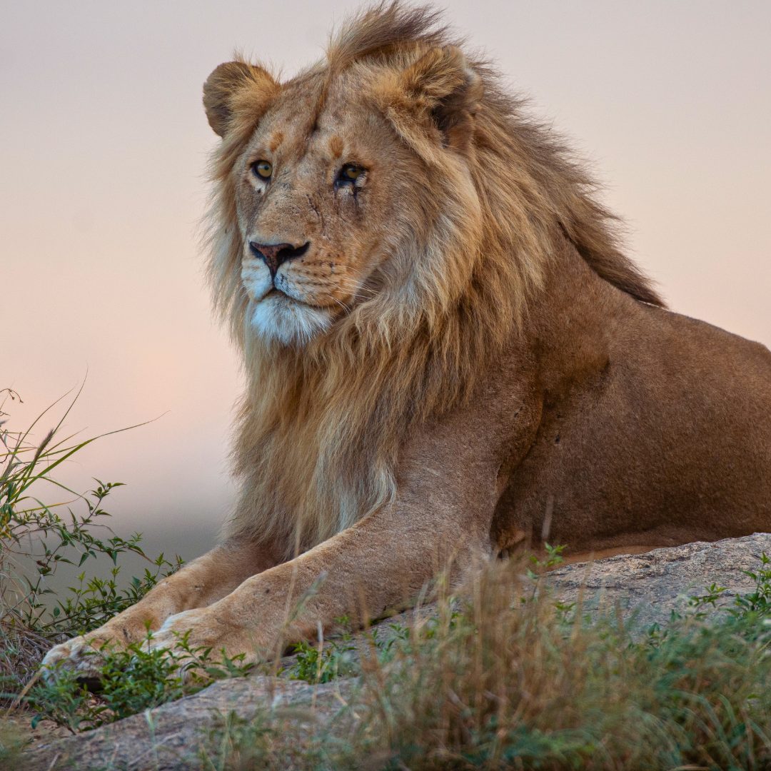 Serengeti Vollpension