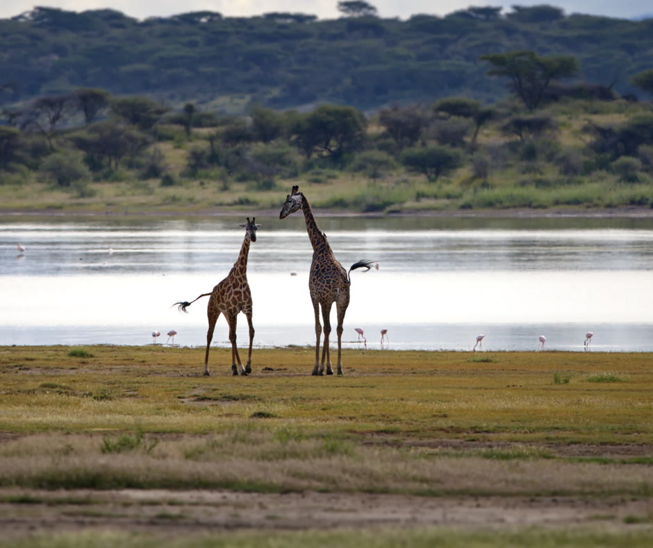 Giraffen an einem der Momella-Seen im Arusha Nationalpark, Flamingos am Ufer und bewaldete Hänge am Fuß des Mount Meru