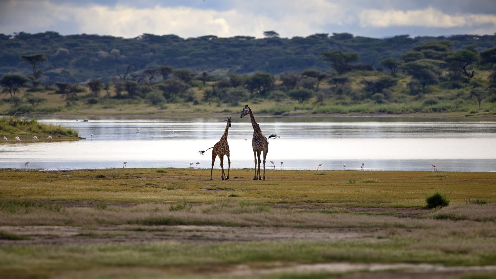 Giraffen und Flamingos an den Momella-Seen des Arusha Nationalparks