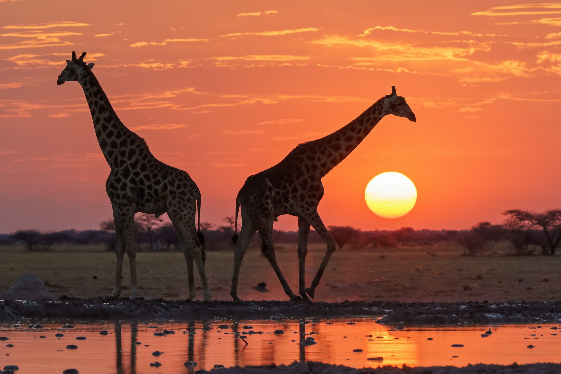 Giraffensilhouetten bei Sonnenuntergang in Tansania – Wildtiererlebnis beim Mount Meru Trek