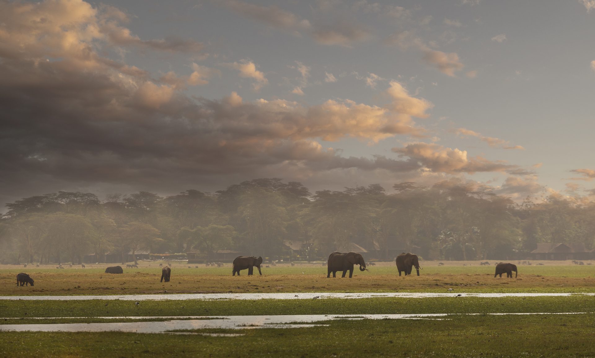 Amboseli Nationalpark – Elefantenherde in der goldenen Stunde, Kenia