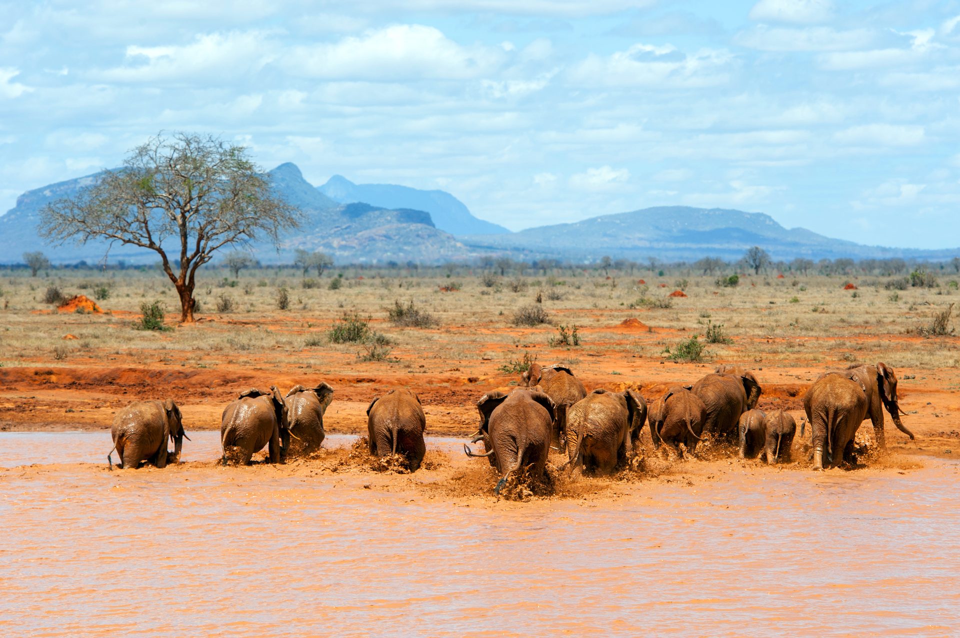 Tsavo Ost – rote Elefanten am Wasserloch mit vulkanischen Hügeln, Kenia