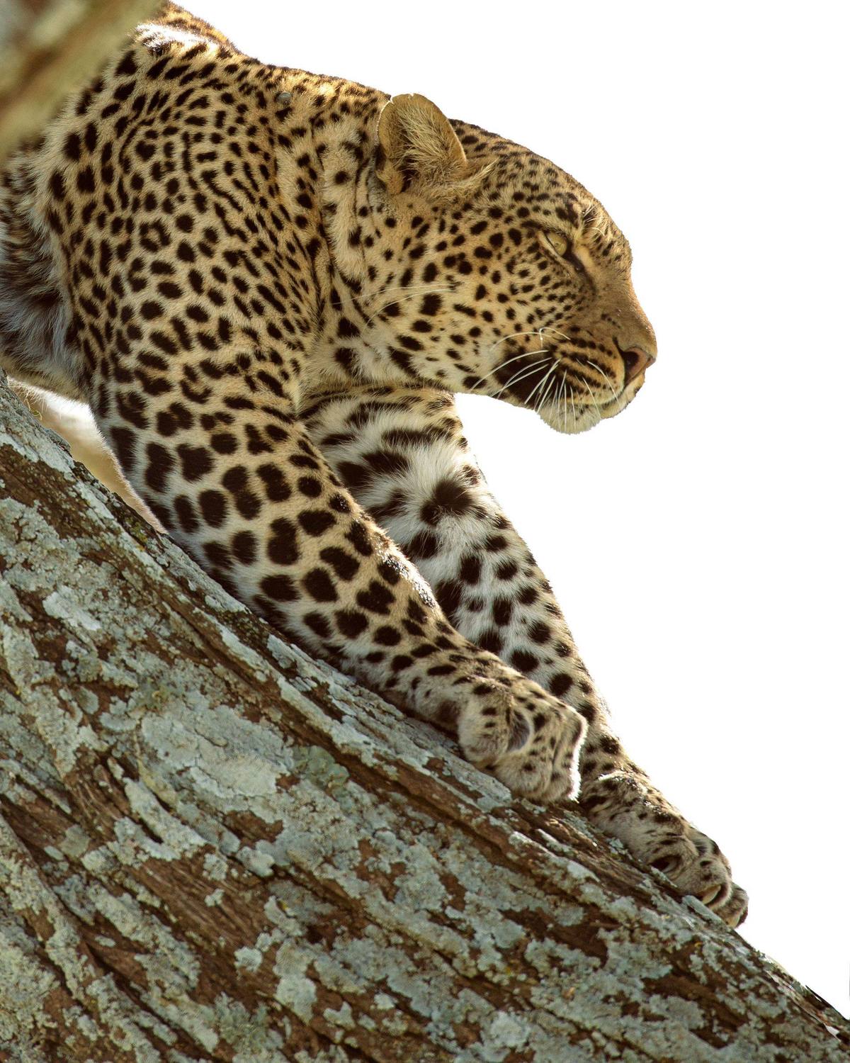 Leopard klettert einen Baum im Akagera-Nationalpark – Big Five Ruanda