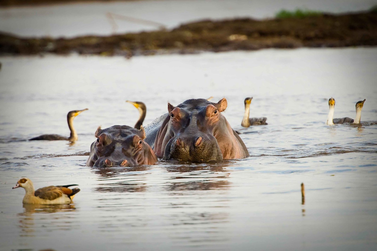 Nilpferde und Wasservögel auf dem Lake Ihema – Bootstour Akagera