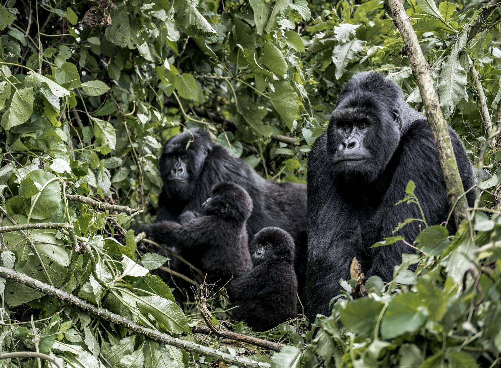 GORILLA TREKKING ABENTEUER