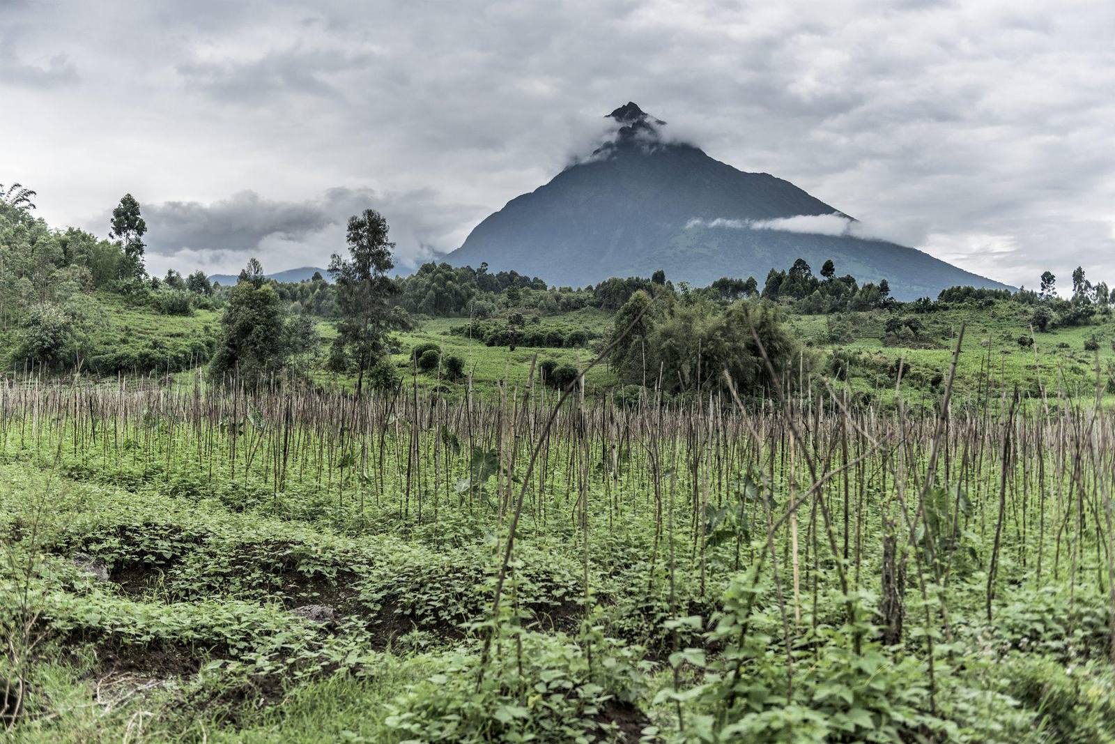 Virunga-Vulkane im Abendlicht – Volcanoes Nationalpark Ruanda
