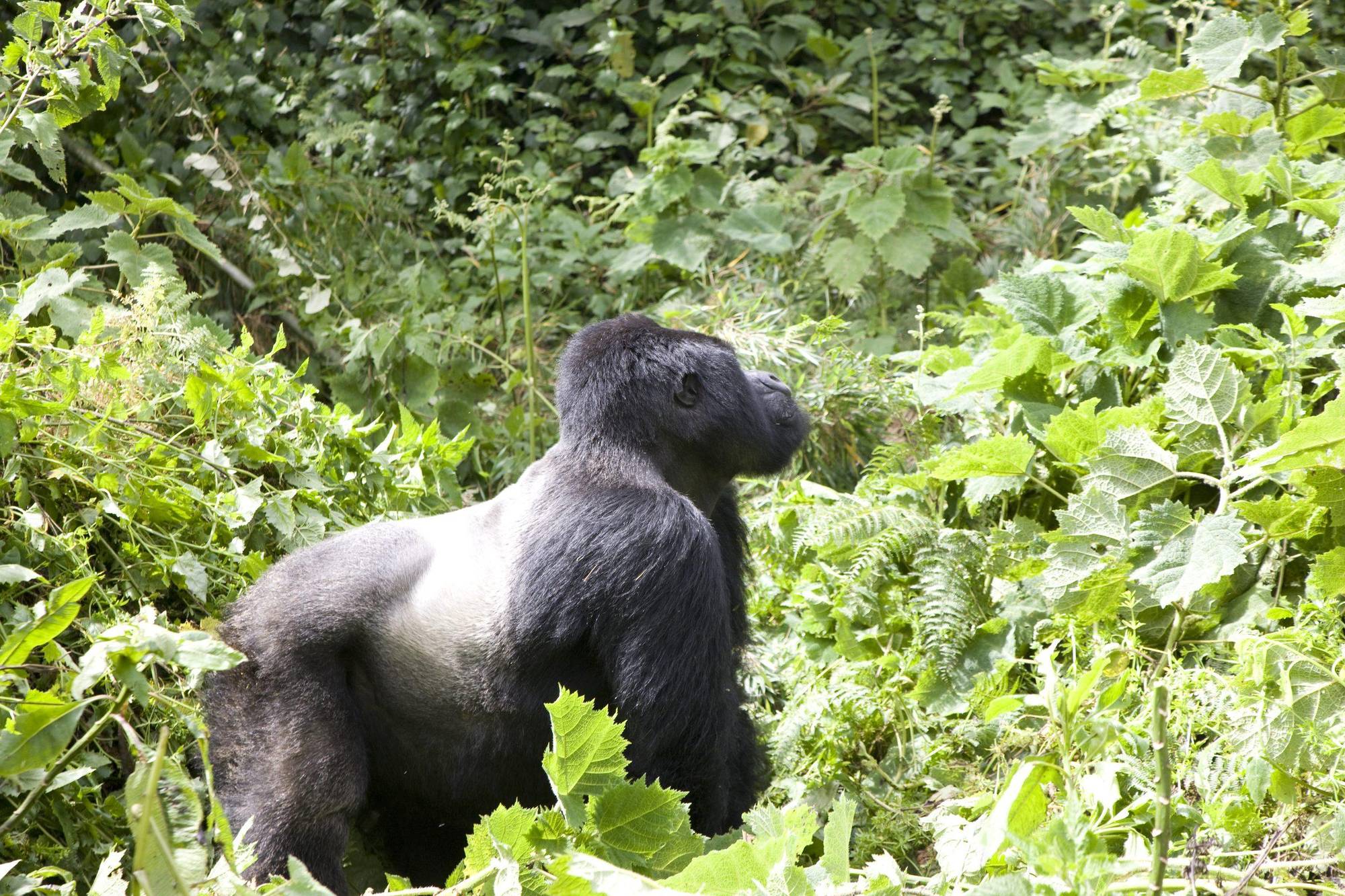 Berggorilla im Volcanoes Nationalpark Ruanda – Virunga-Nebelwald aus der Nähe