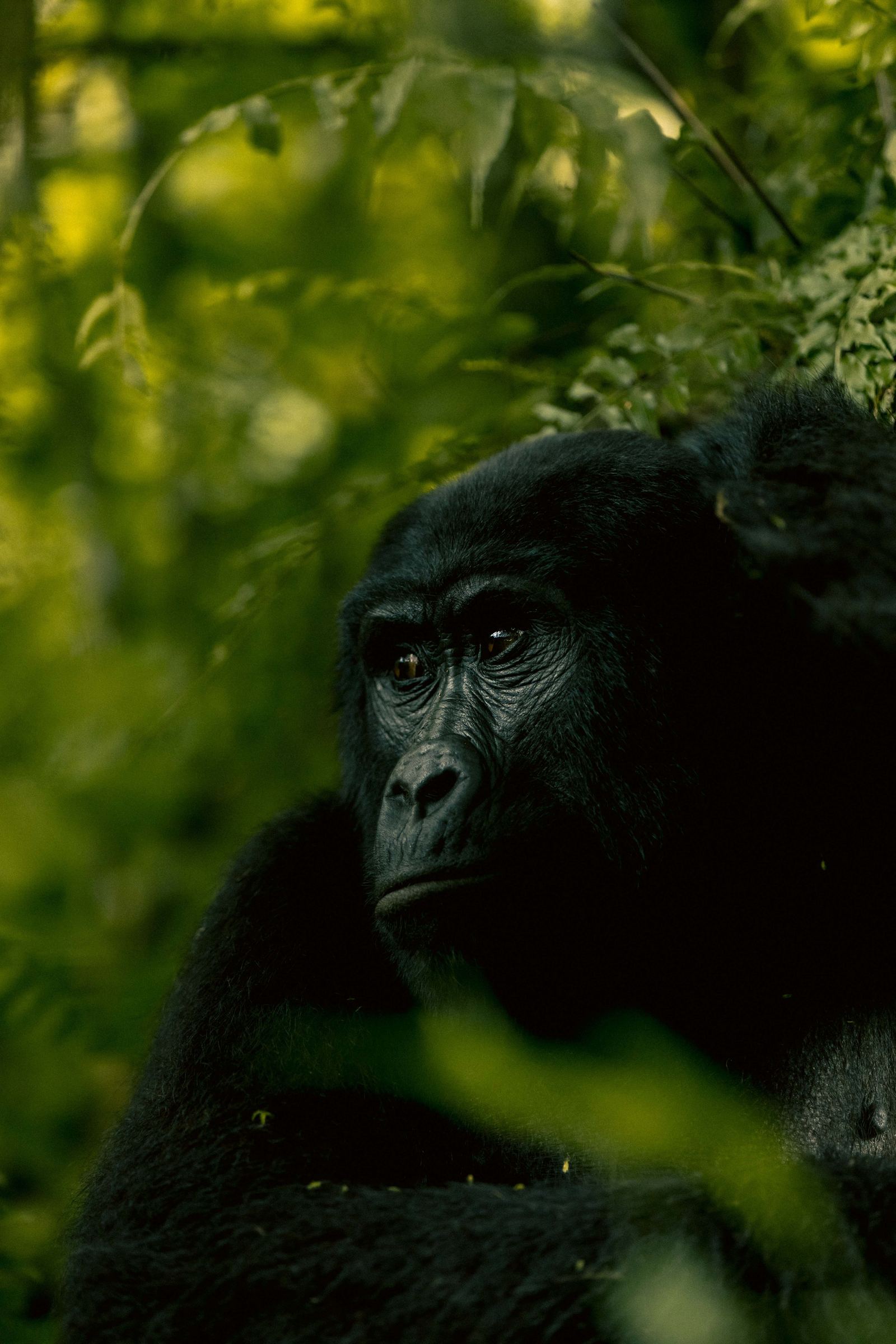 Ankunft im Bwindi Impenetrable Forest
