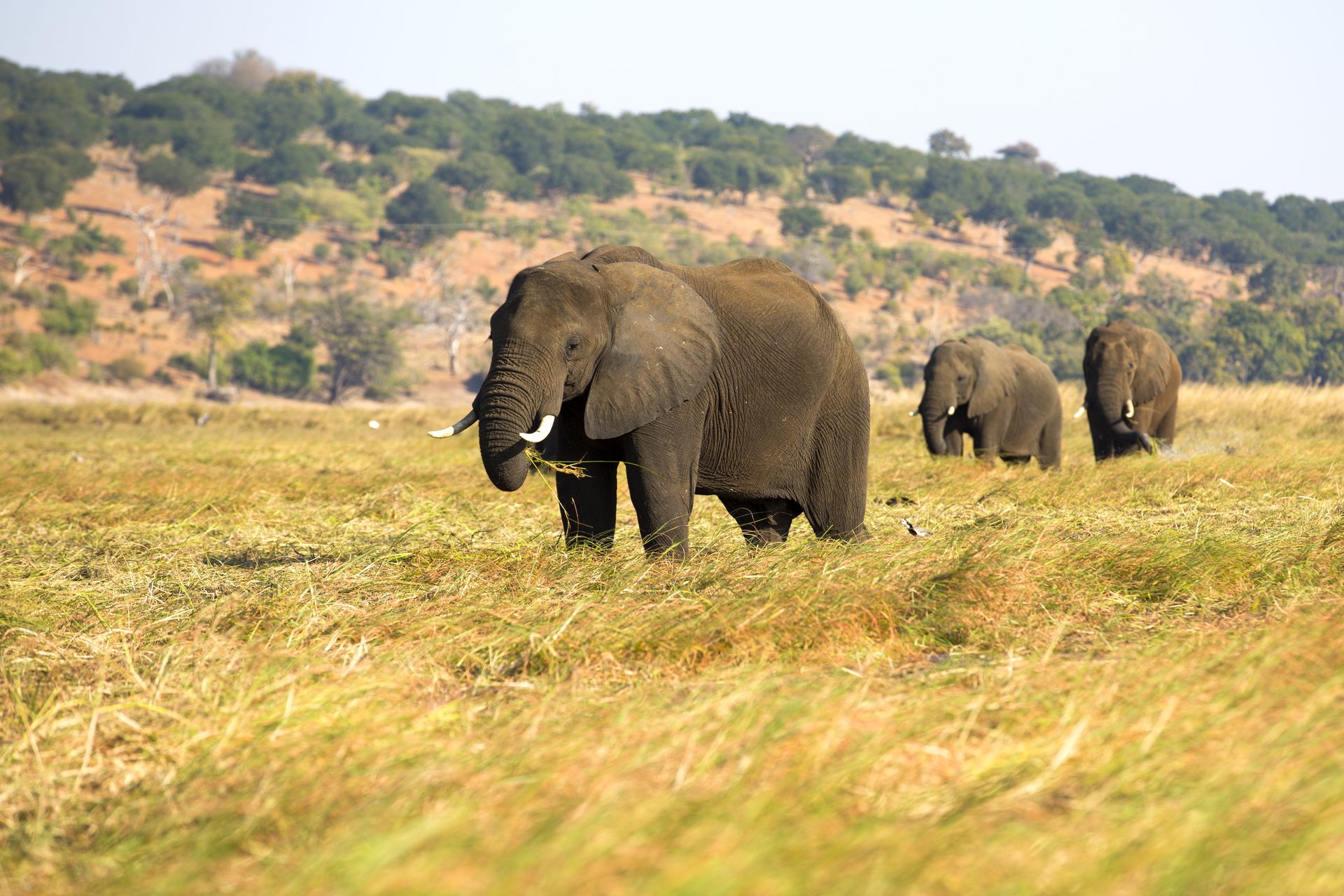 Elefantenherde im Queen Elizabeth Nationalpark Uganda