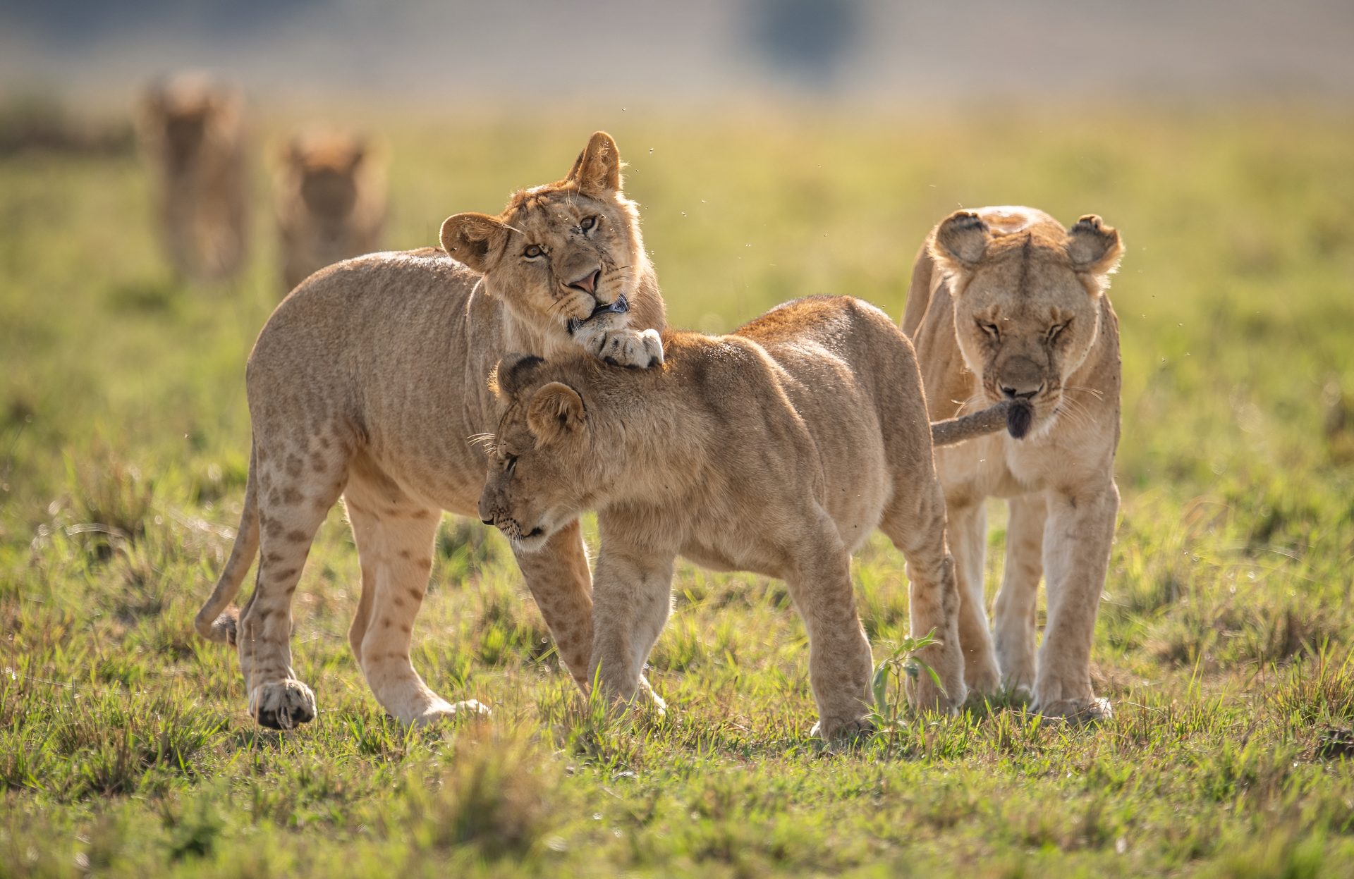 Safari im Queen Elizabeth Nationalpark