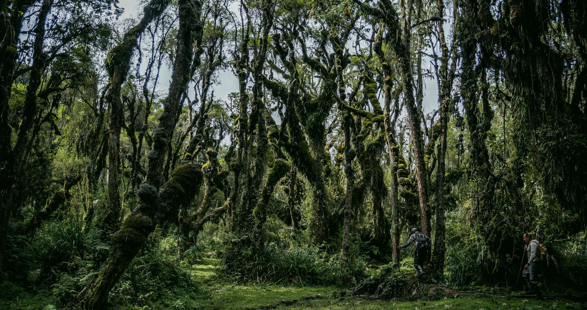 Wanderer im dichten, moosbewachsenen Bergwald am Kilimandscharo – Marangu Gate Aufstieg Tag 2