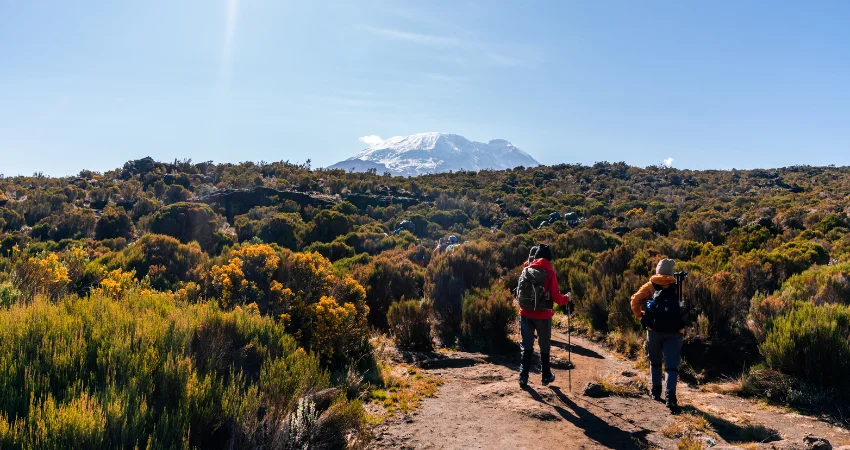 Zwei Trekker auf dem Moorland-Pfad der Marangu Route mit Kibo-Gipfel im Hintergrund