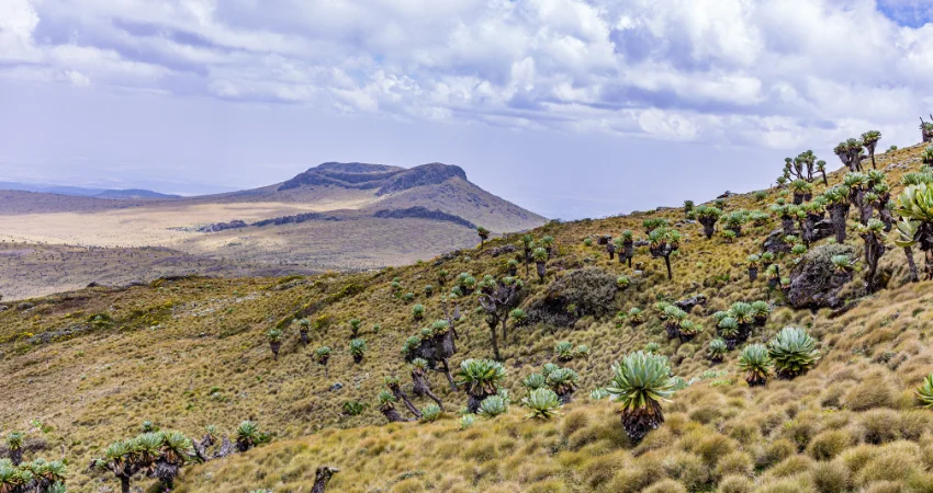 Mawenzi-Nebengipfel mit Kilimandscharo-Senecien im Vordergrund – Moorland-Zone der Marangu Route