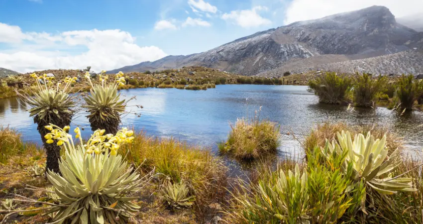 Kikelewa Camp → Mawenzi Tarn Camp
