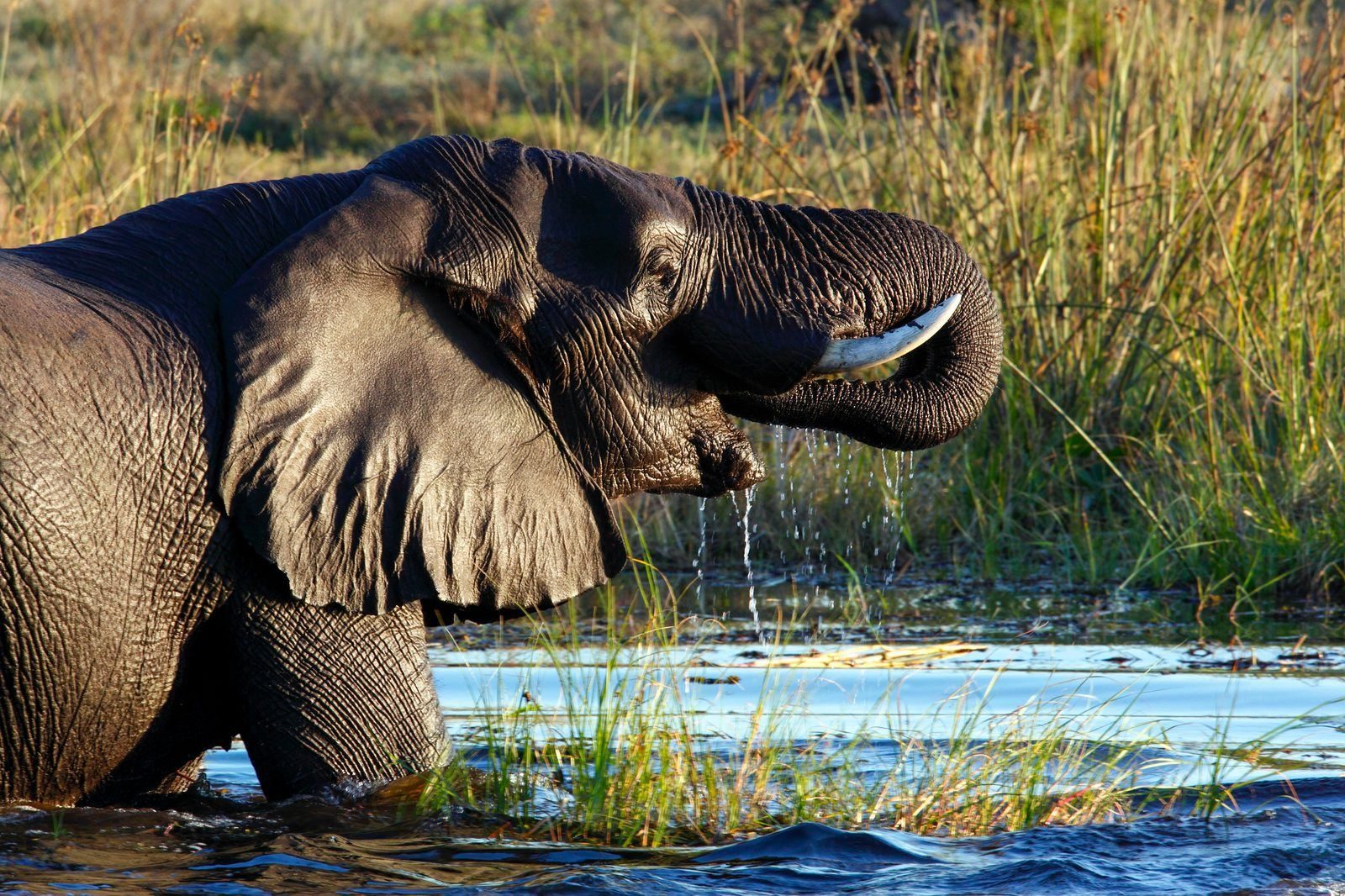 Elefant zwischen Papyrus-Dickichten im Okavango Delta – stille Wildnis des UNESCO-Weltnaturerbes