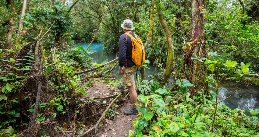 Tropischer Regenwald am Machame Gate – Einstieg in die Whiskey Route