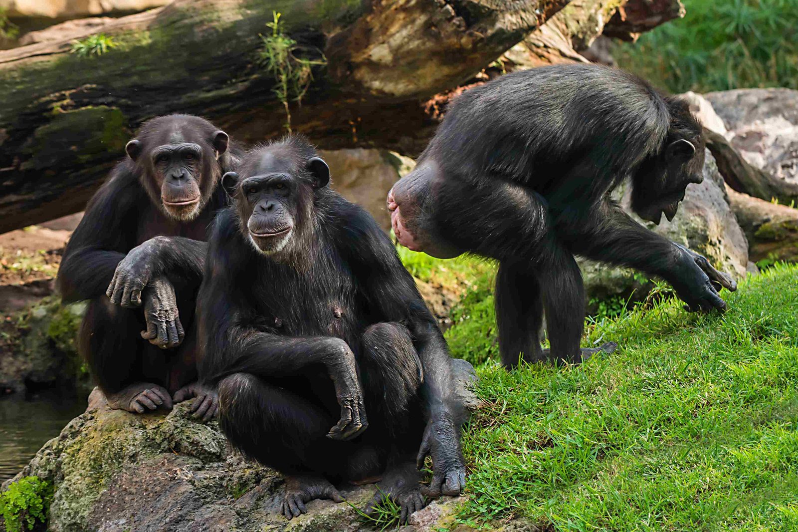 Schimpansen-Trekking im Nyungwe-Wald Ruanda – wilde Primaten im montanen Regenwald