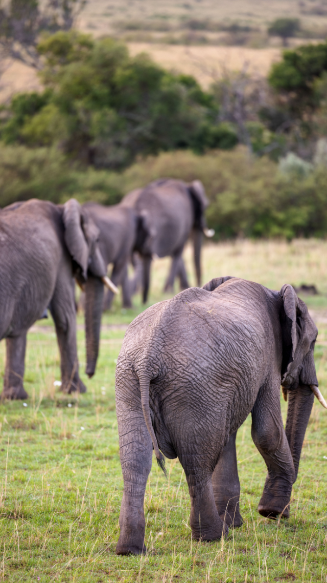 Tarangire National Park