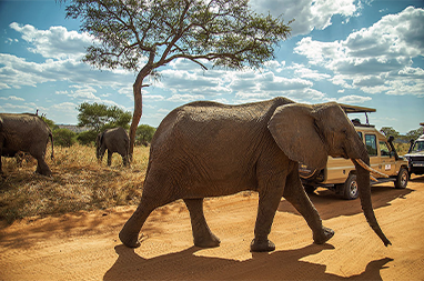 Elefantenherden im Tarangire Nationalpark suchen nach Wasser im trockenen Flussbett – ein unvergessliches Erlebnis auf Ihrer Safari Sansibar.