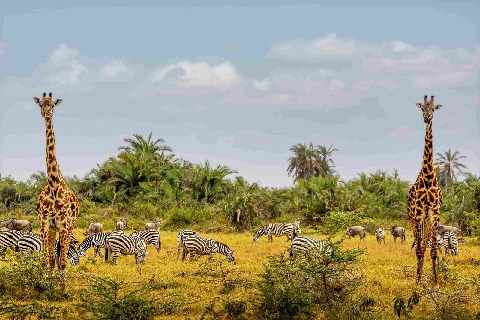Nairobi Kenia Hauptstadt 2025