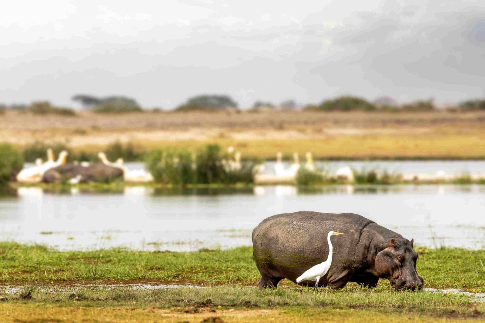 Chobe Nationalpark Big Five