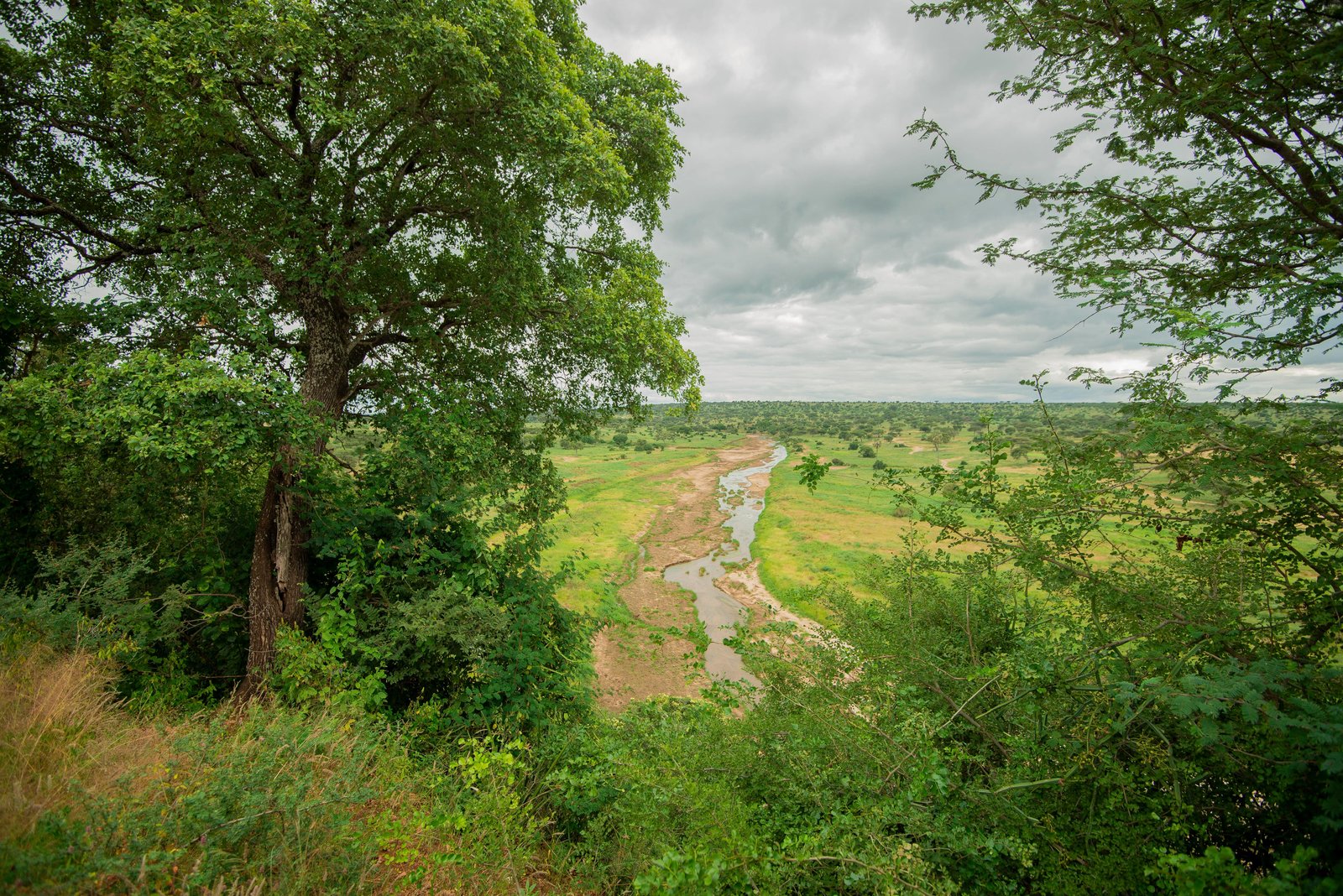 Africa Great Migration Safari Style Zebra Masai Mara MH