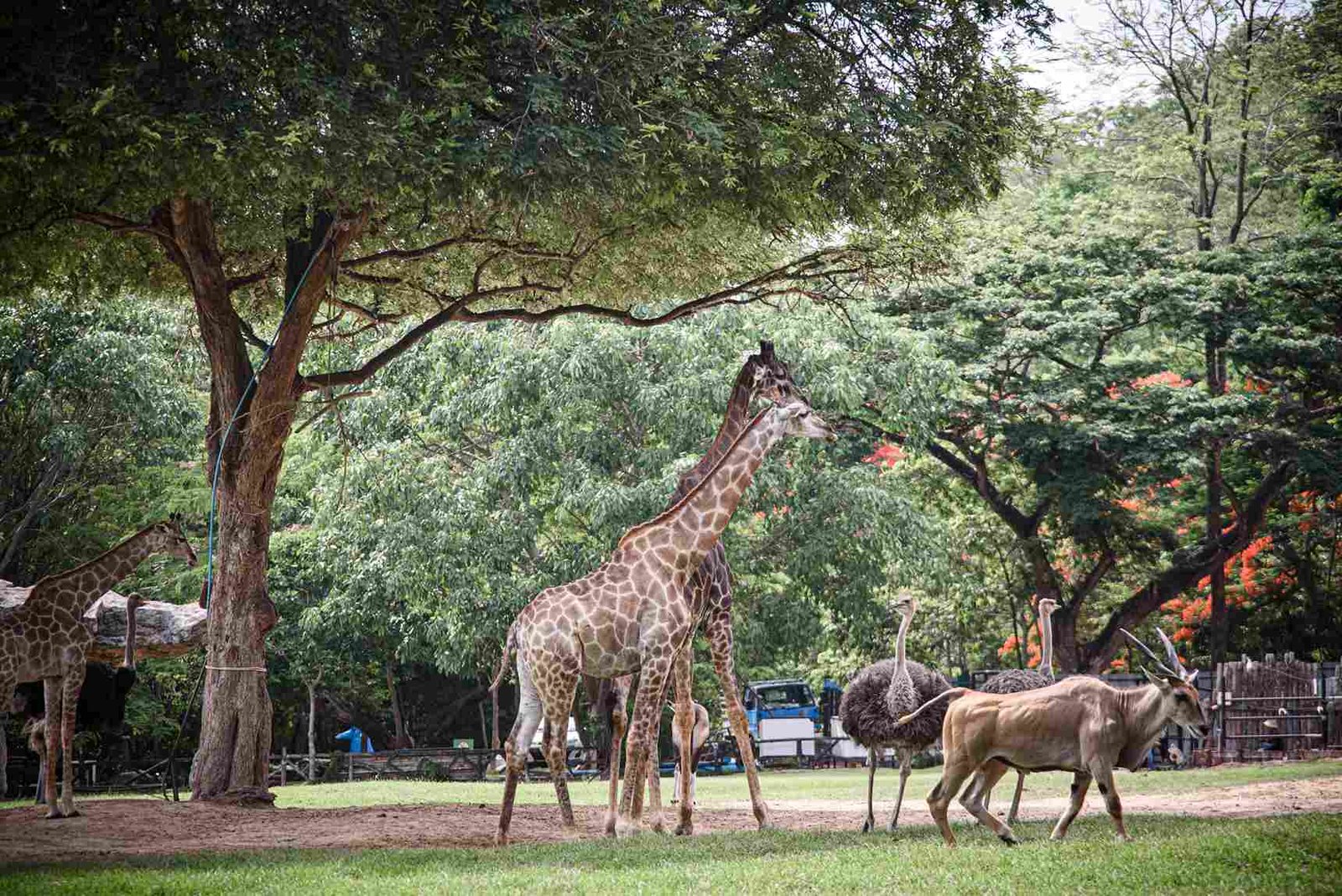 Giraffe Manor mit freilaufenden Giraffen in Nairobi