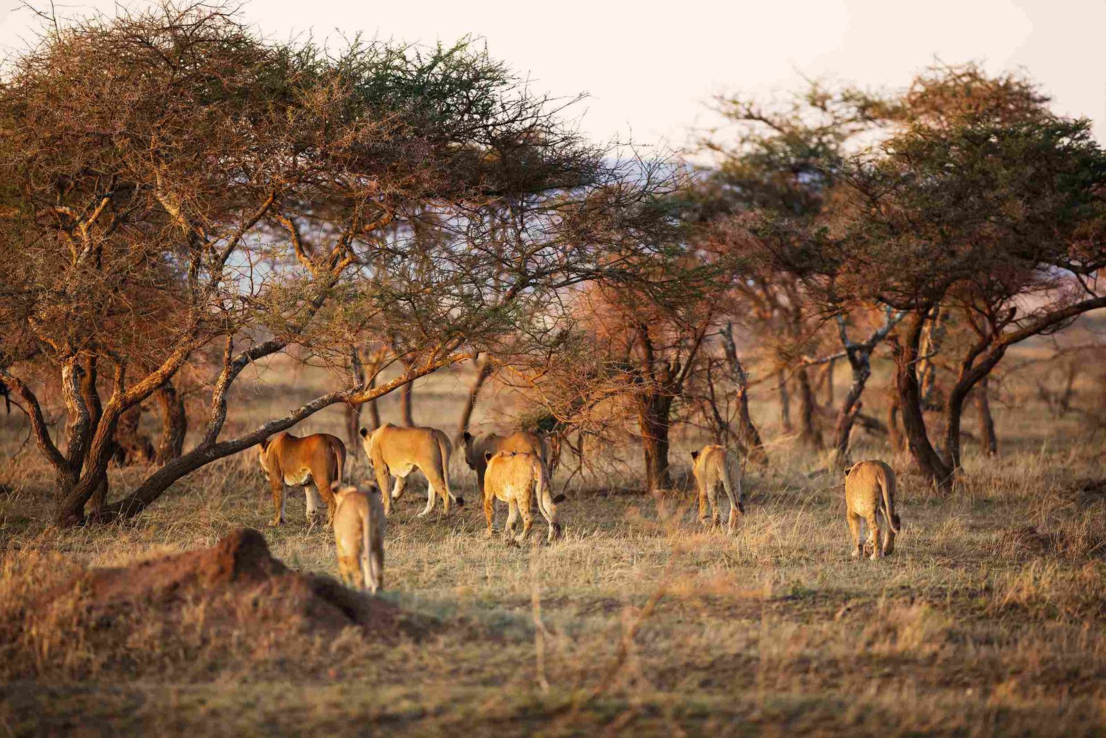 Luxus-Safari-Planung Kenia