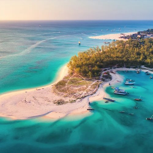 SchlupfenderMeeresschildkrotenaufMafia