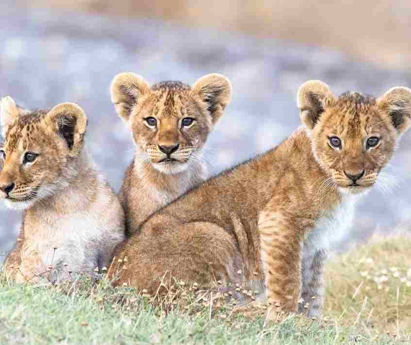 Serengeti Nationalpark