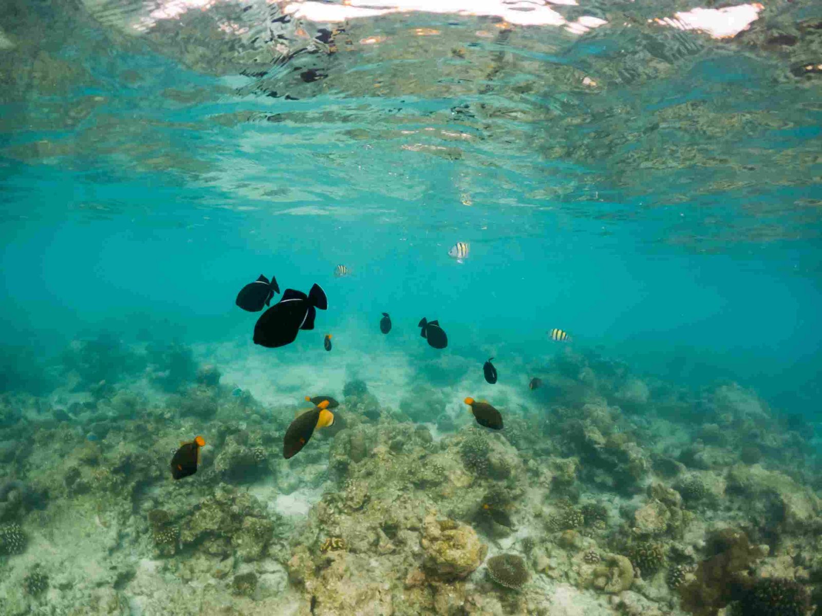 Baraka Natural Aquarium